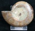 Desmoceras Ammonite Fossil (Half) #9644-1